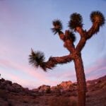 Should You Invest in Joshua Tree Real Estate Now?