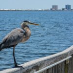 Airbnb Gulf Breeze FL: Should You Invest in 2022?