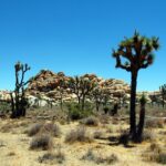 Joshua Tree Airbnb: Should You Invest in 2022?