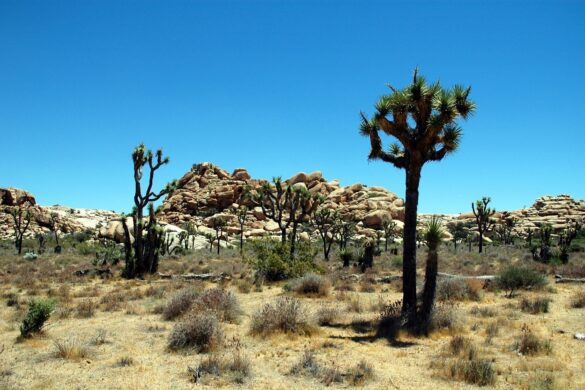 Joshua Tree Airbnb: Should You Invest?