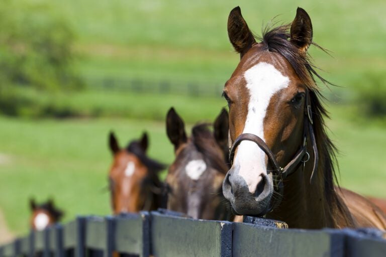 A horse ranch in Kentucky USA with horses standing along a fence.